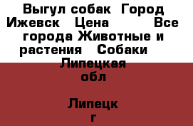 Выгул собак. Город Ижевск › Цена ­ 150 - Все города Животные и растения » Собаки   . Липецкая обл.,Липецк г.